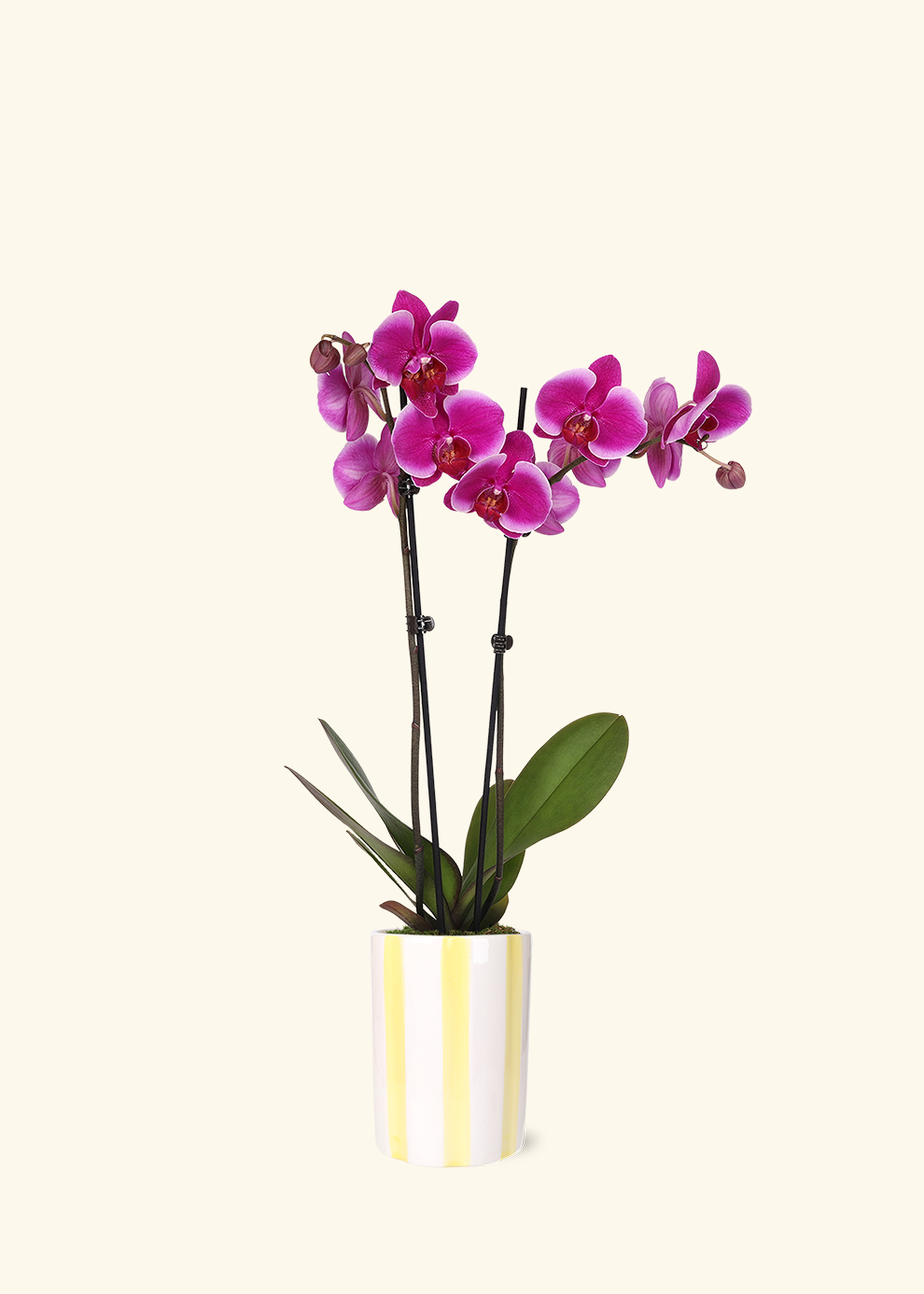 Purple Orchid