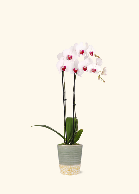 Red Lip Moth Orchid