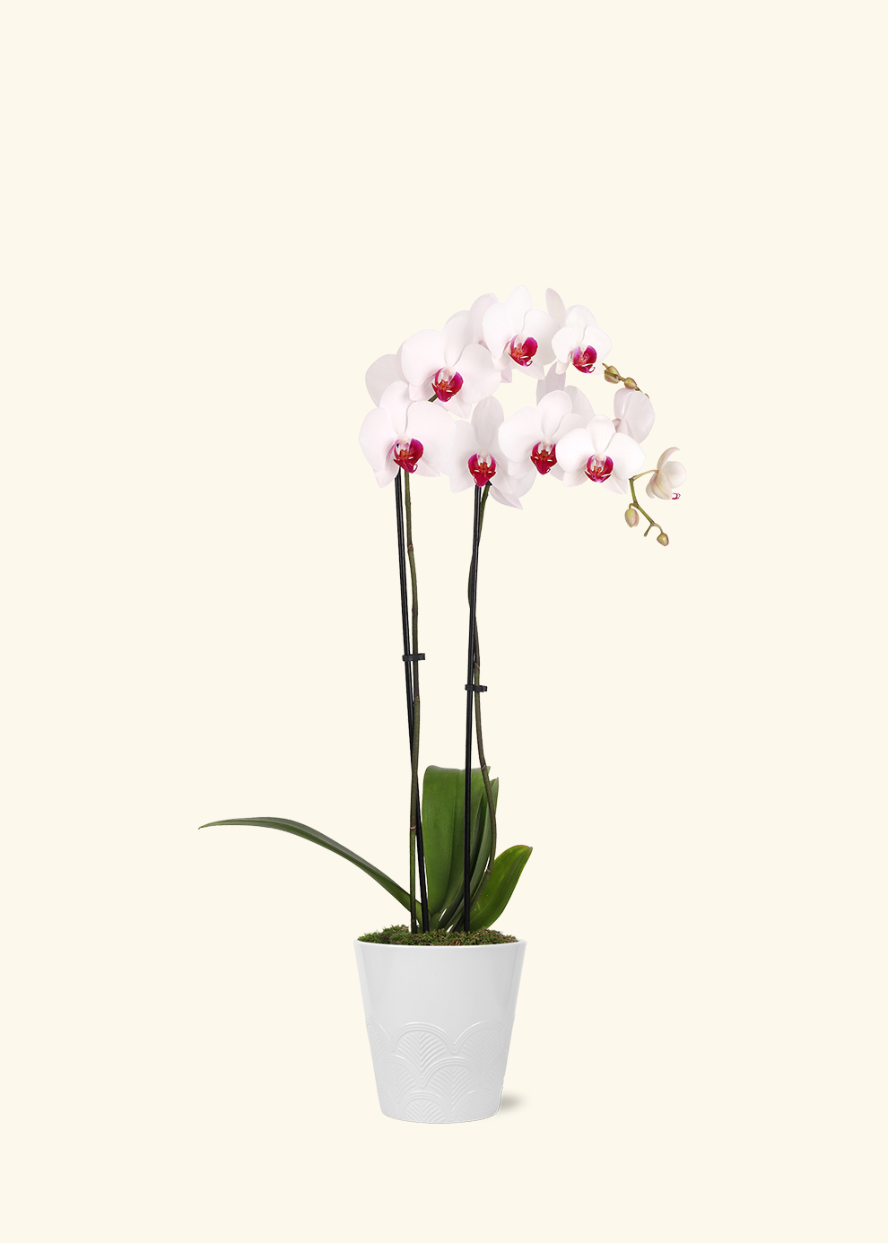Red Lip Moth Orchid