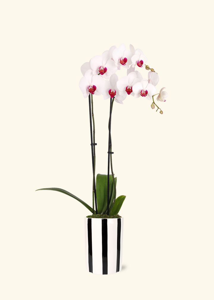 Red Lip Moth Orchid