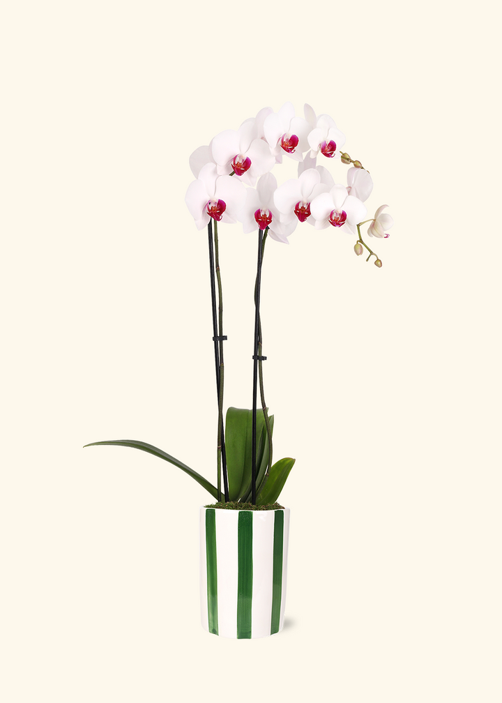 Red Lip Moth Orchid