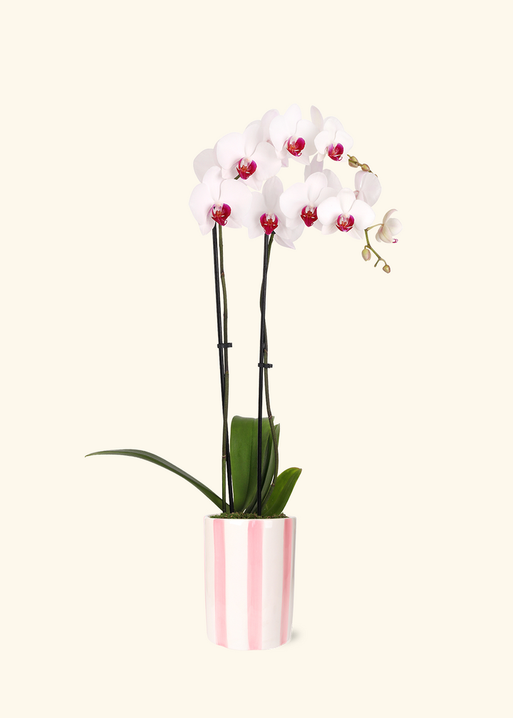 Red Lip Moth Orchid