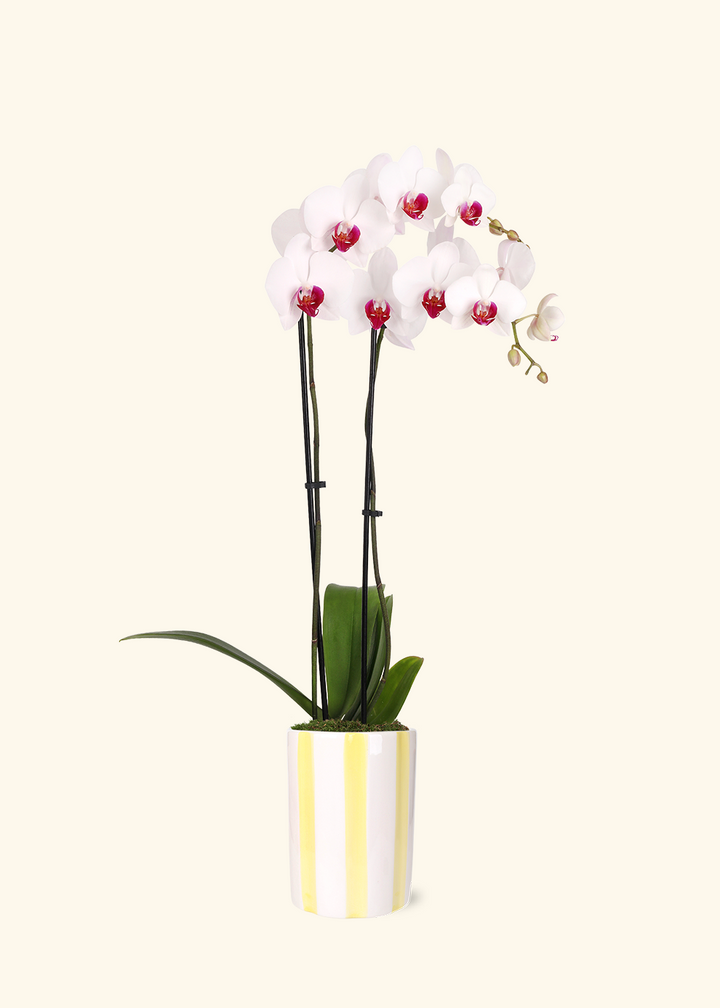 Red Lip Moth Orchid