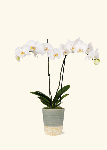 white orchid indoor plant White Orchid – Hey Rooted