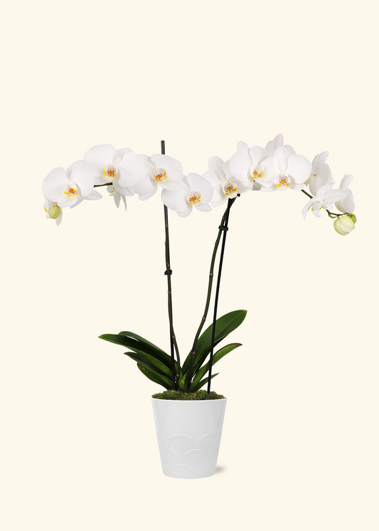 White Orchid