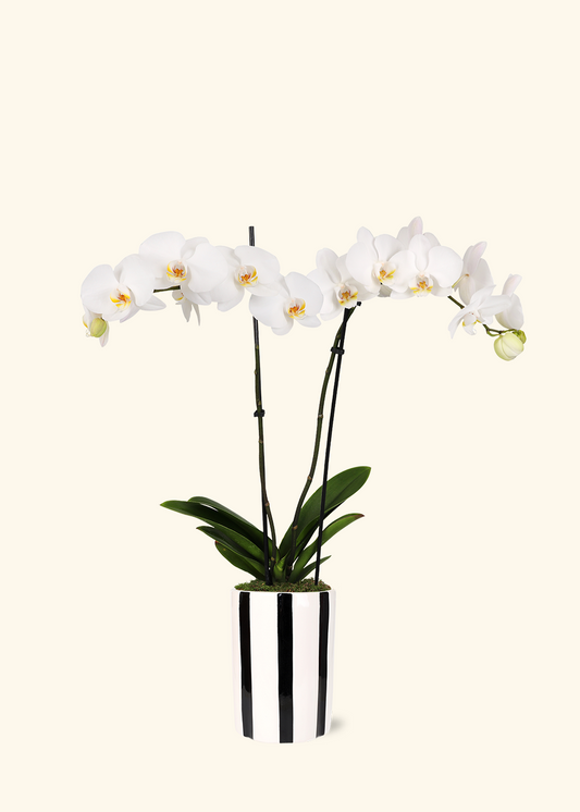 White Orchid