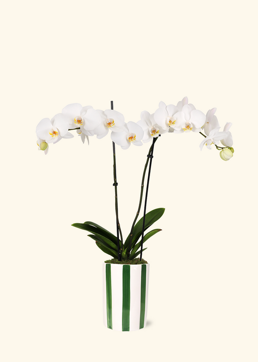 White Orchid