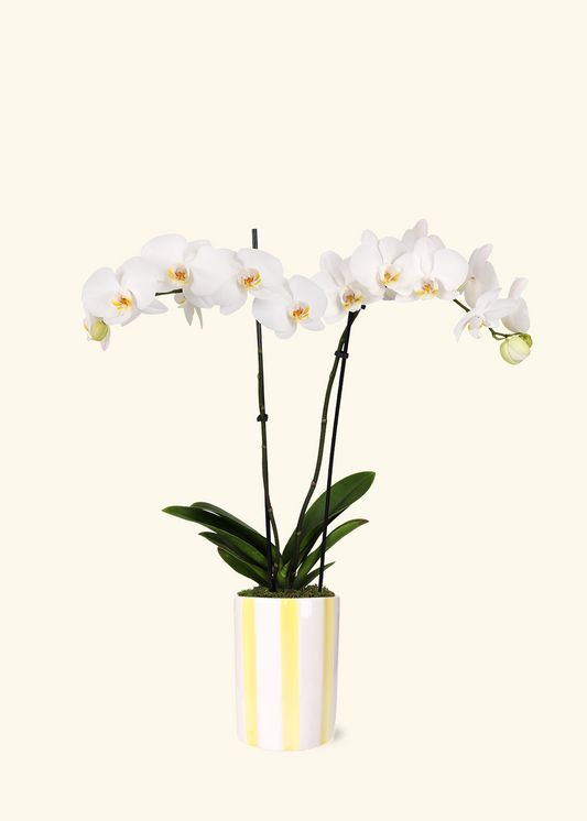 White Orchid
