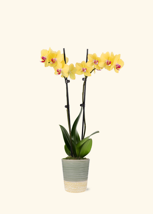 Yellow Orchid