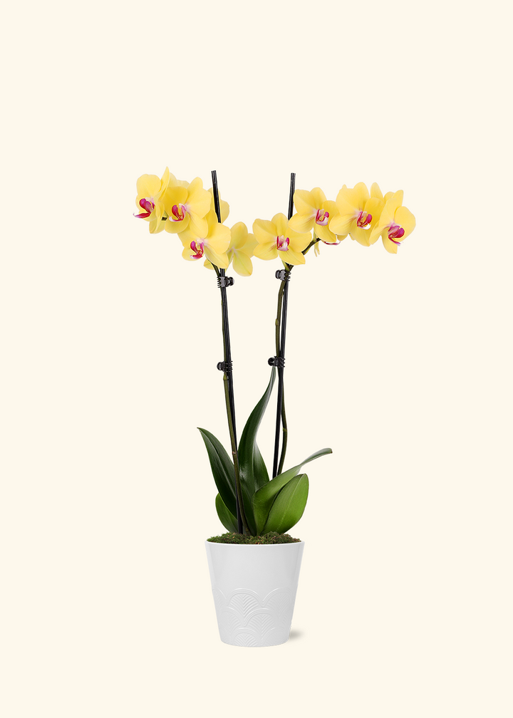 Yellow Orchid
