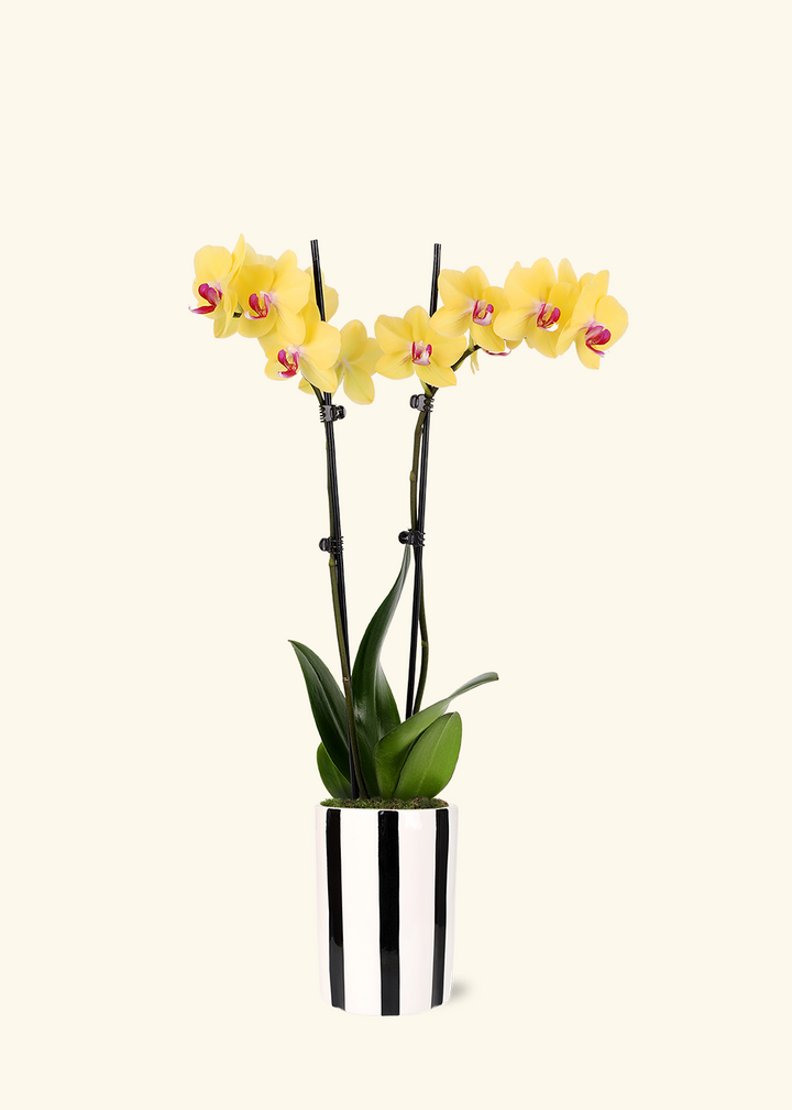 Yellow Orchid