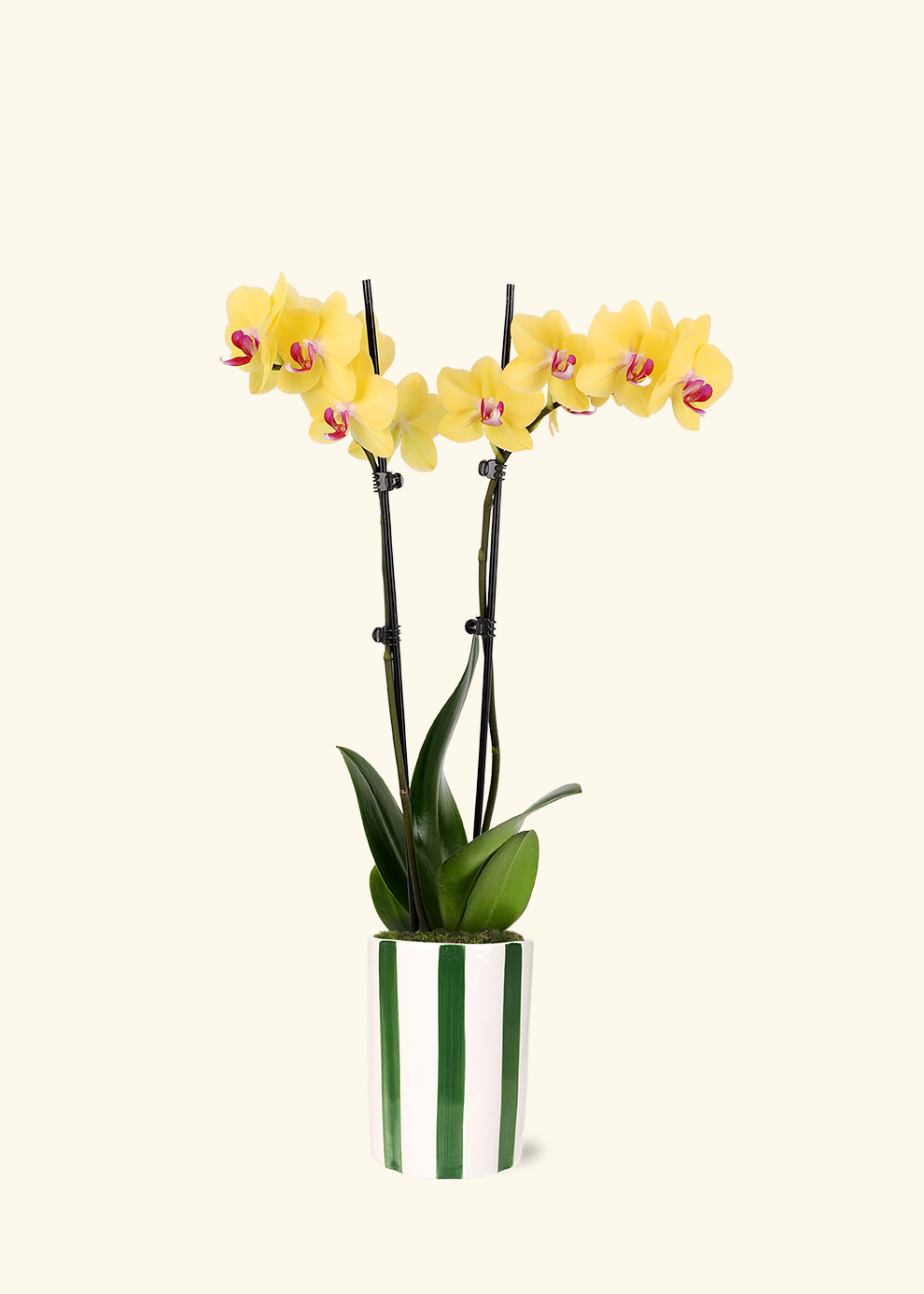 Yellow Orchid