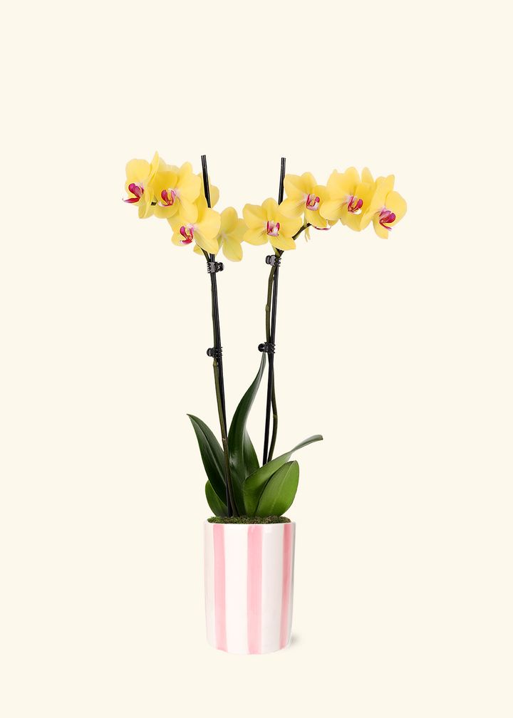 Yellow Orchid