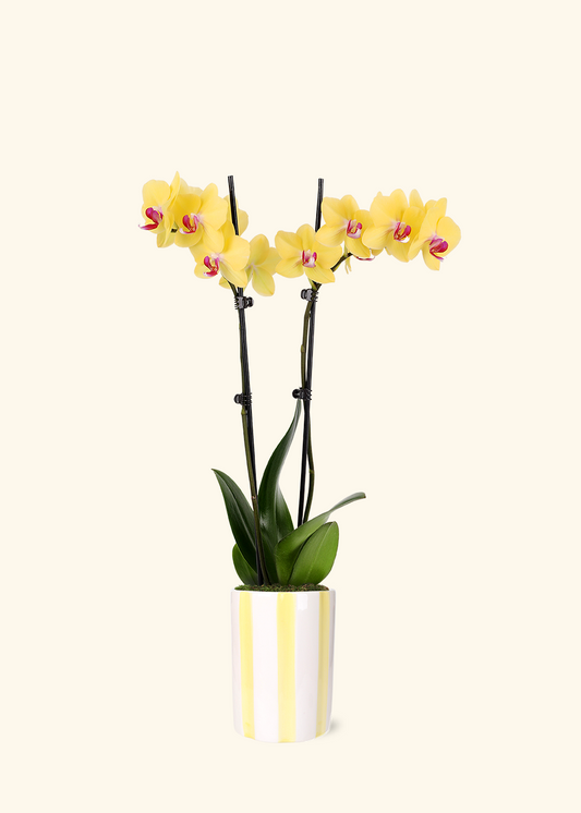 Yellow Orchid
