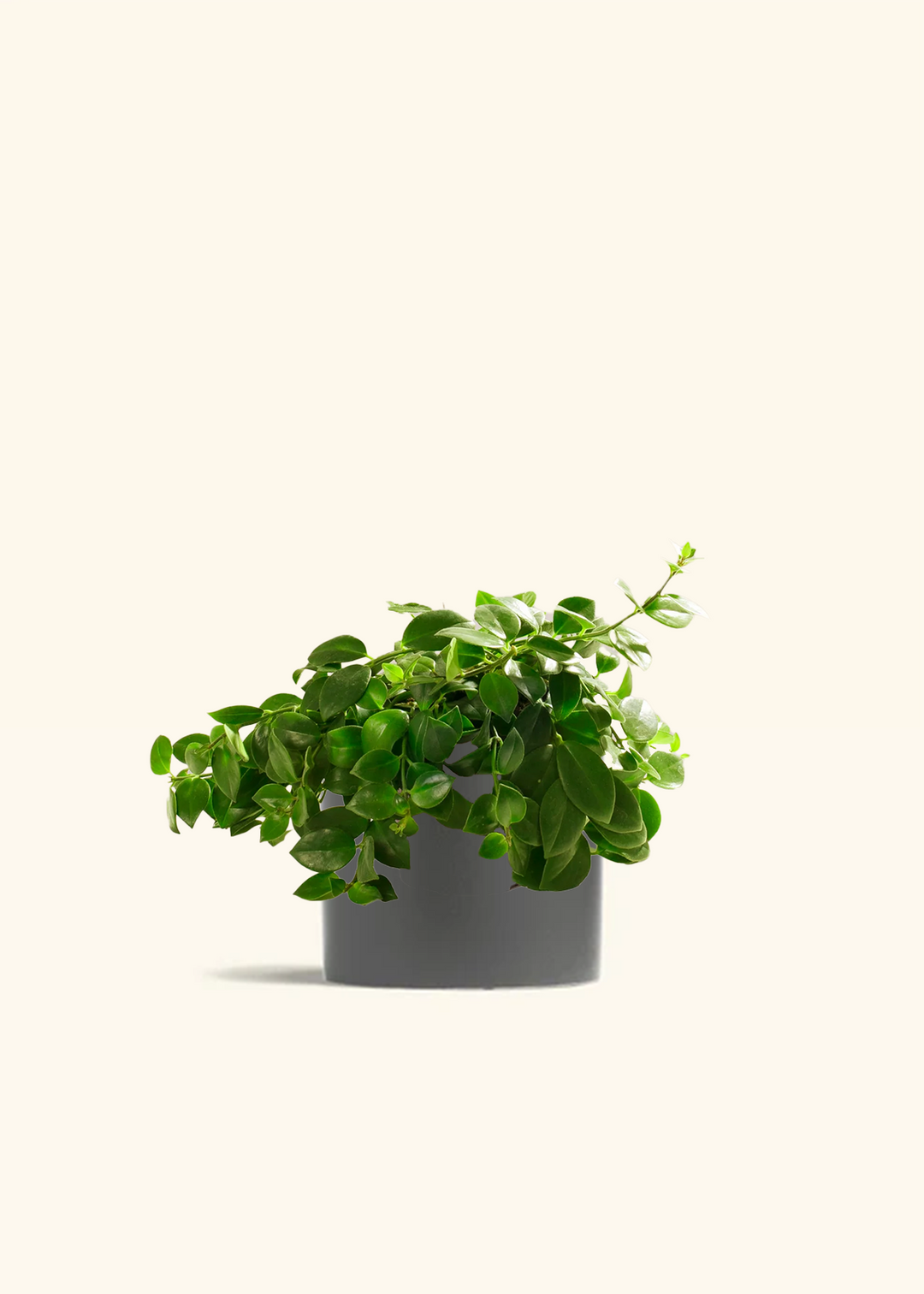 Lipstick Plant