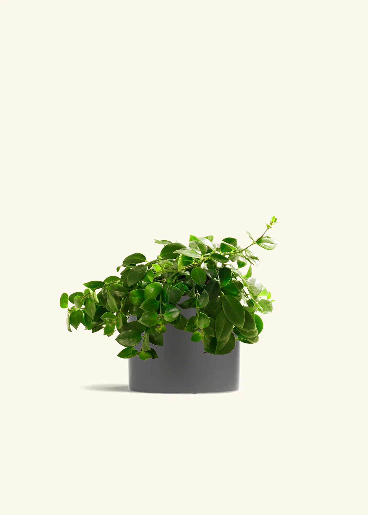Lipstick Plant, Medium
