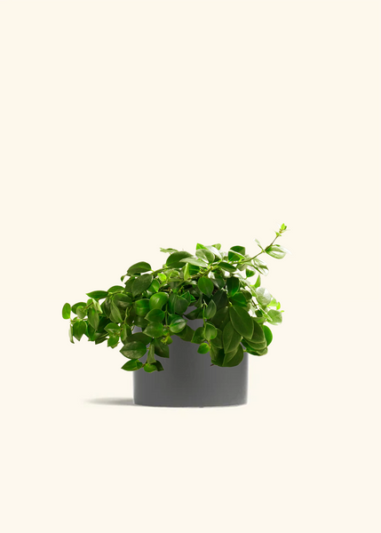 lipstick indoor plant Lipstick Plant – Hey Rooted
