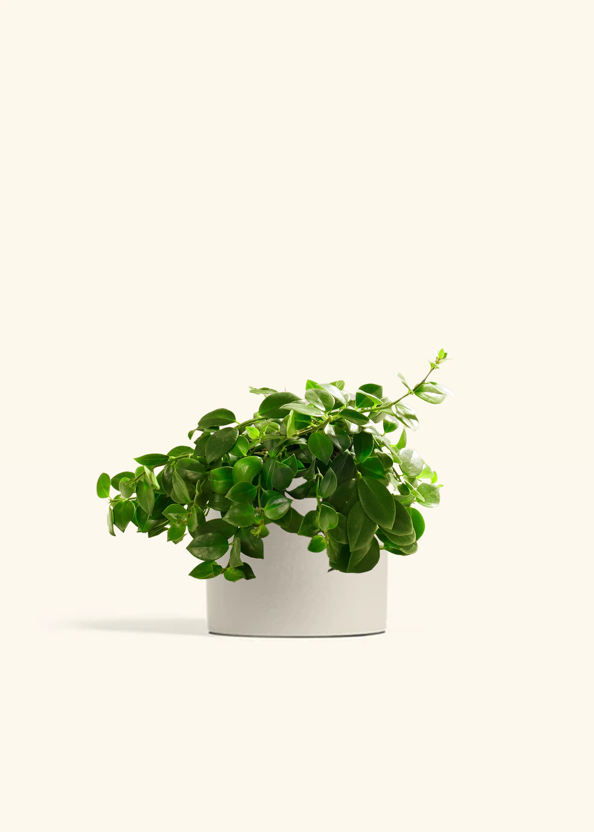 Lipstick Plant, Medium