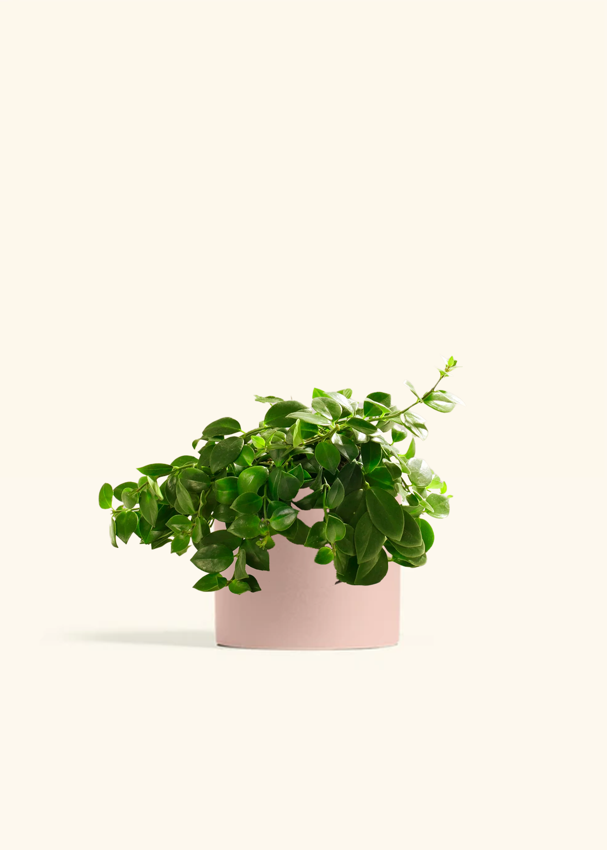 Lipstick Plant, Medium