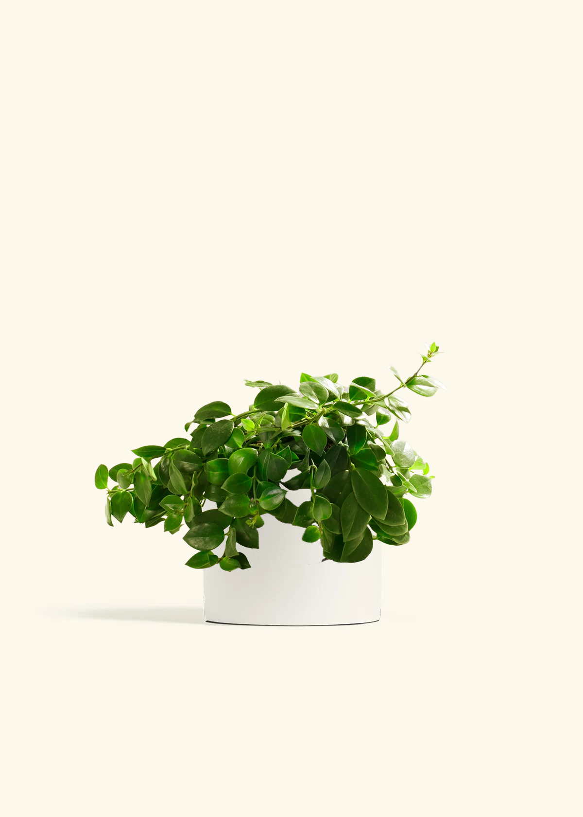 Lipstick Plant, Medium