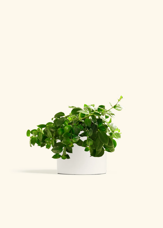 Lipstick Plant, Medium