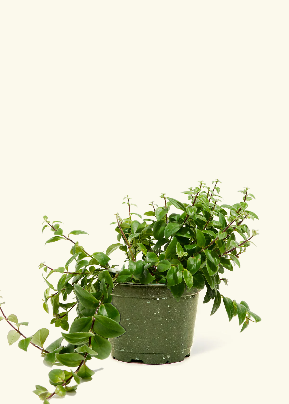Lipstick Plant, Medium
