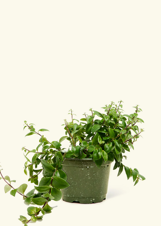 Lipstick Plant, Medium
