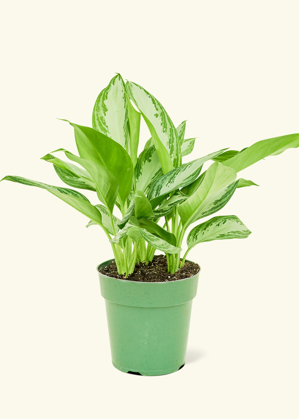 Chinese Evergreen