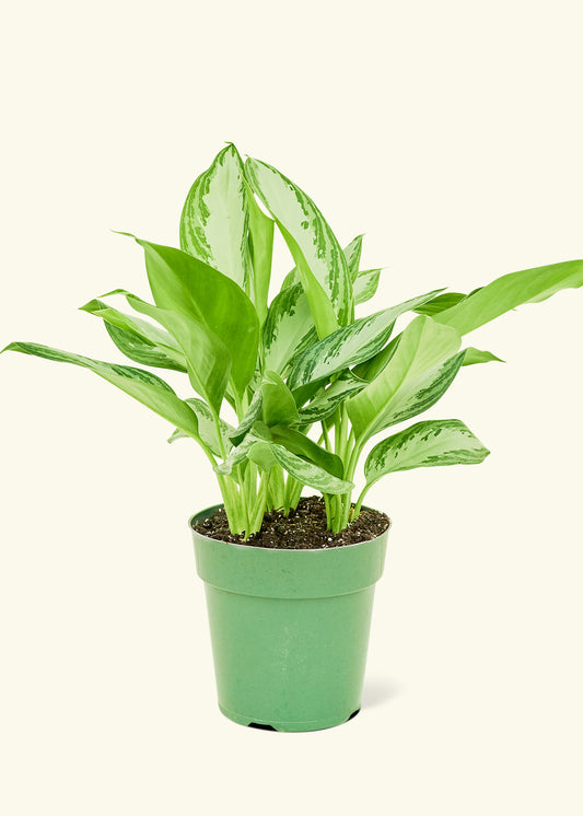 Chinese Evergreen, Medium