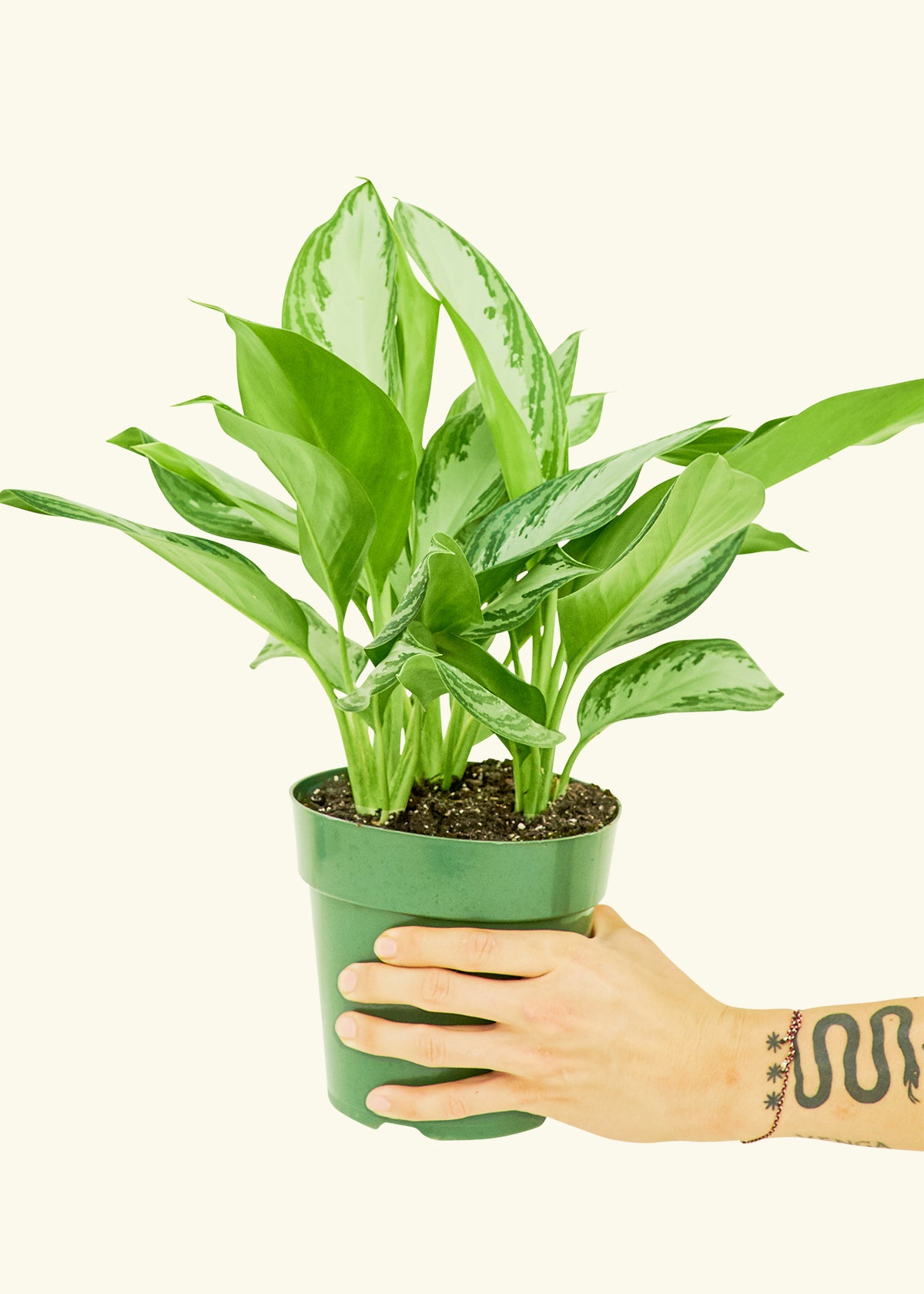 Chinese Evergreen, Medium