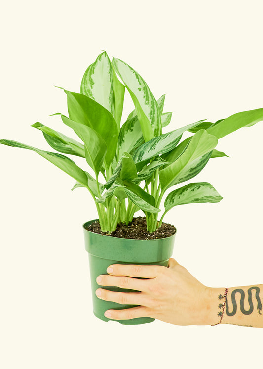 Chinese Evergreen, Medium