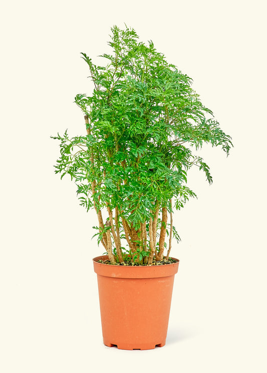 Ming Aralia in a 6 inches grow pot
