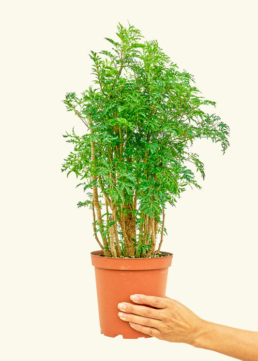 Ming Aralia in a 6 inches grow pot