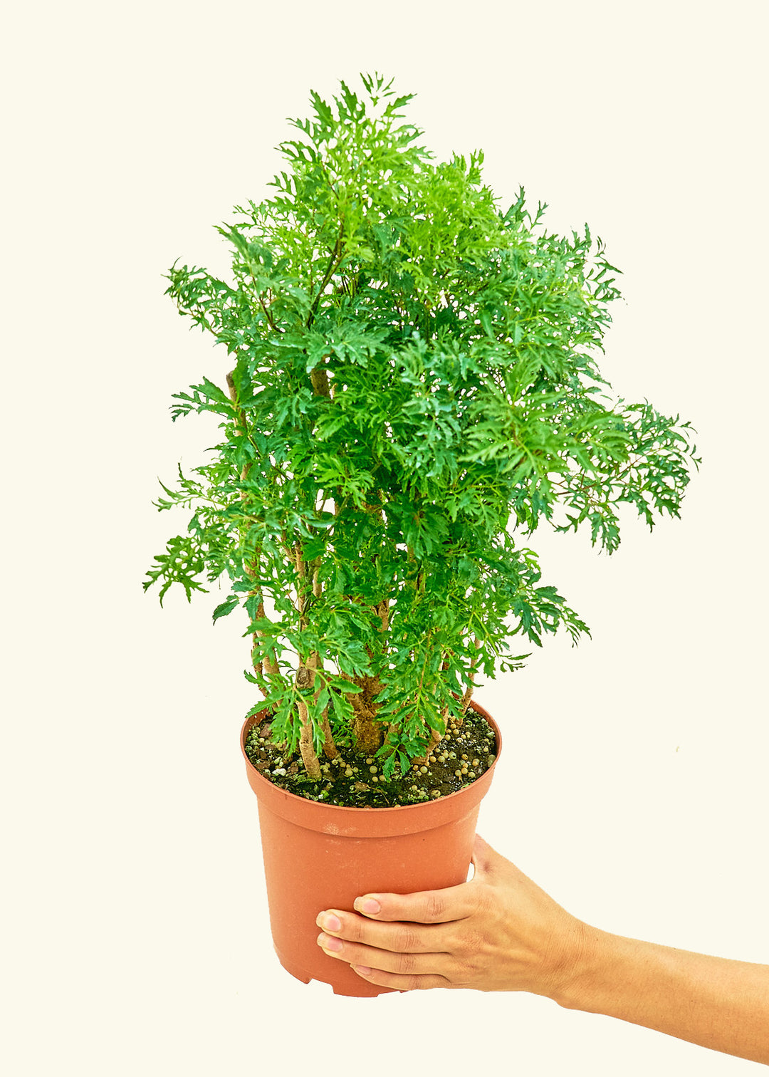 Ming Aralia in a 6 inches grow pot