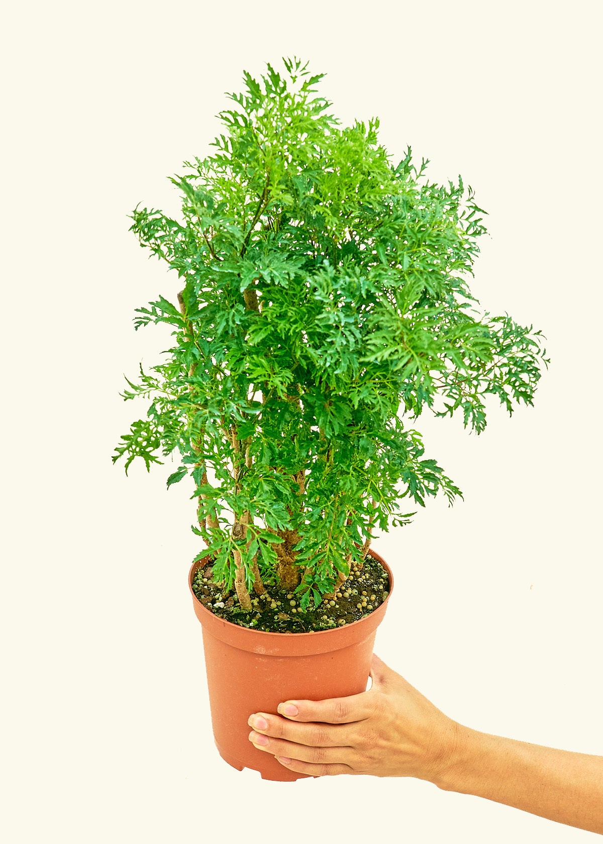 Ming Aralia in a 6 inches grow pot