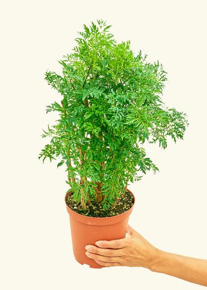 Ming Aralia in a 6 inches grow pot