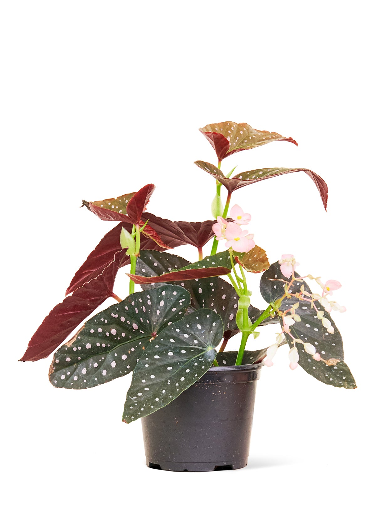 Angel Wing Begonia