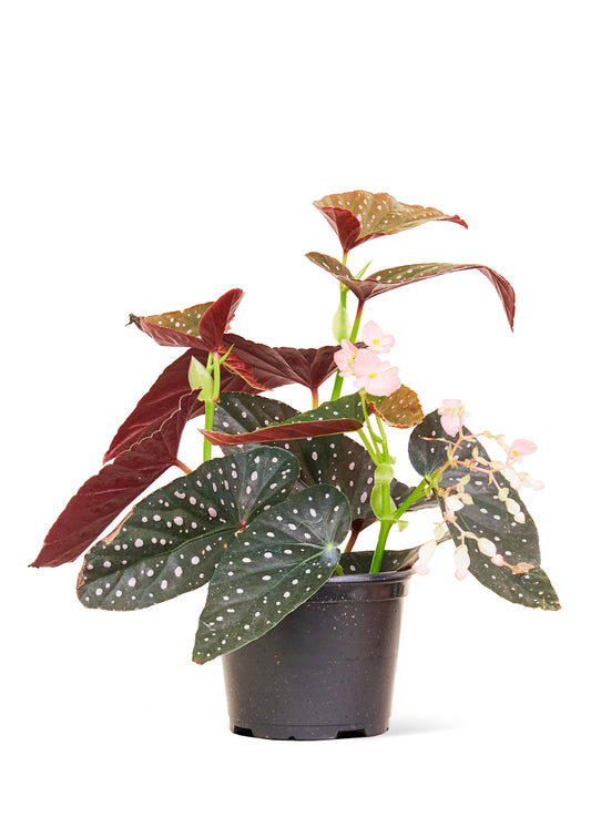 Angel Wing Begonia