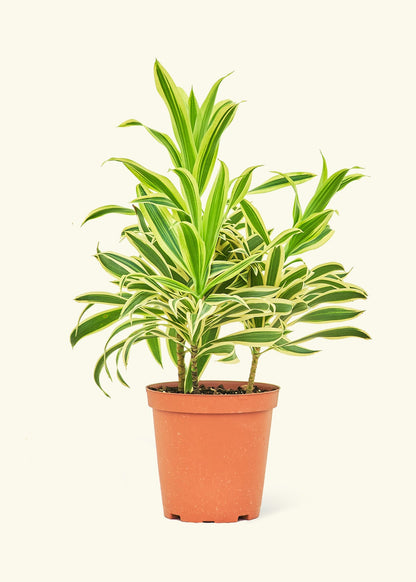 Dracaena 'Song of India'