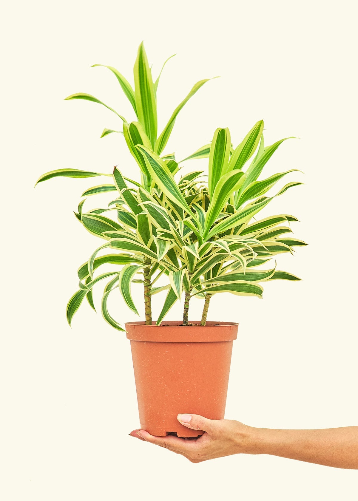 Dracaena 'Song of India'