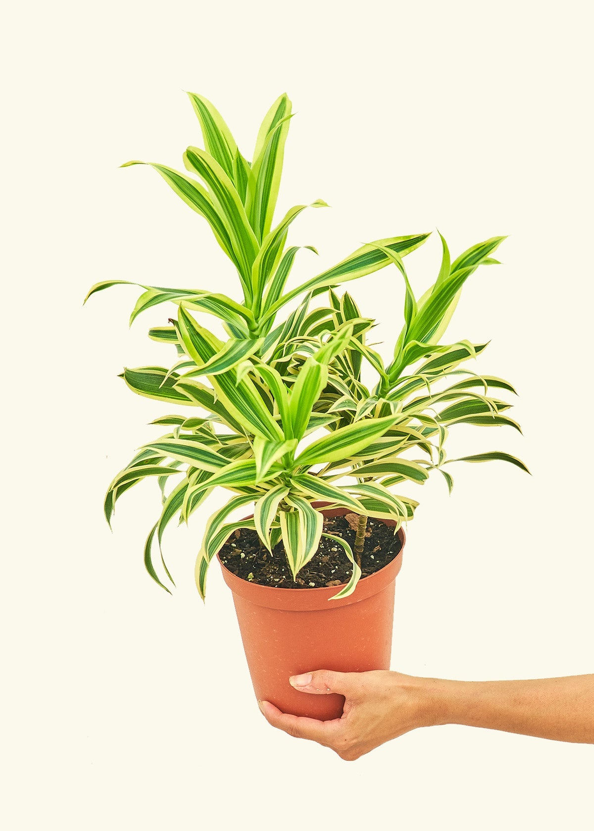 Dracaena 'Song of India'