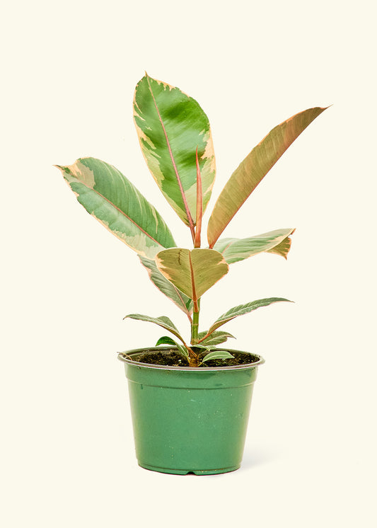 Ficus Tineke in a 6 inches grow pot