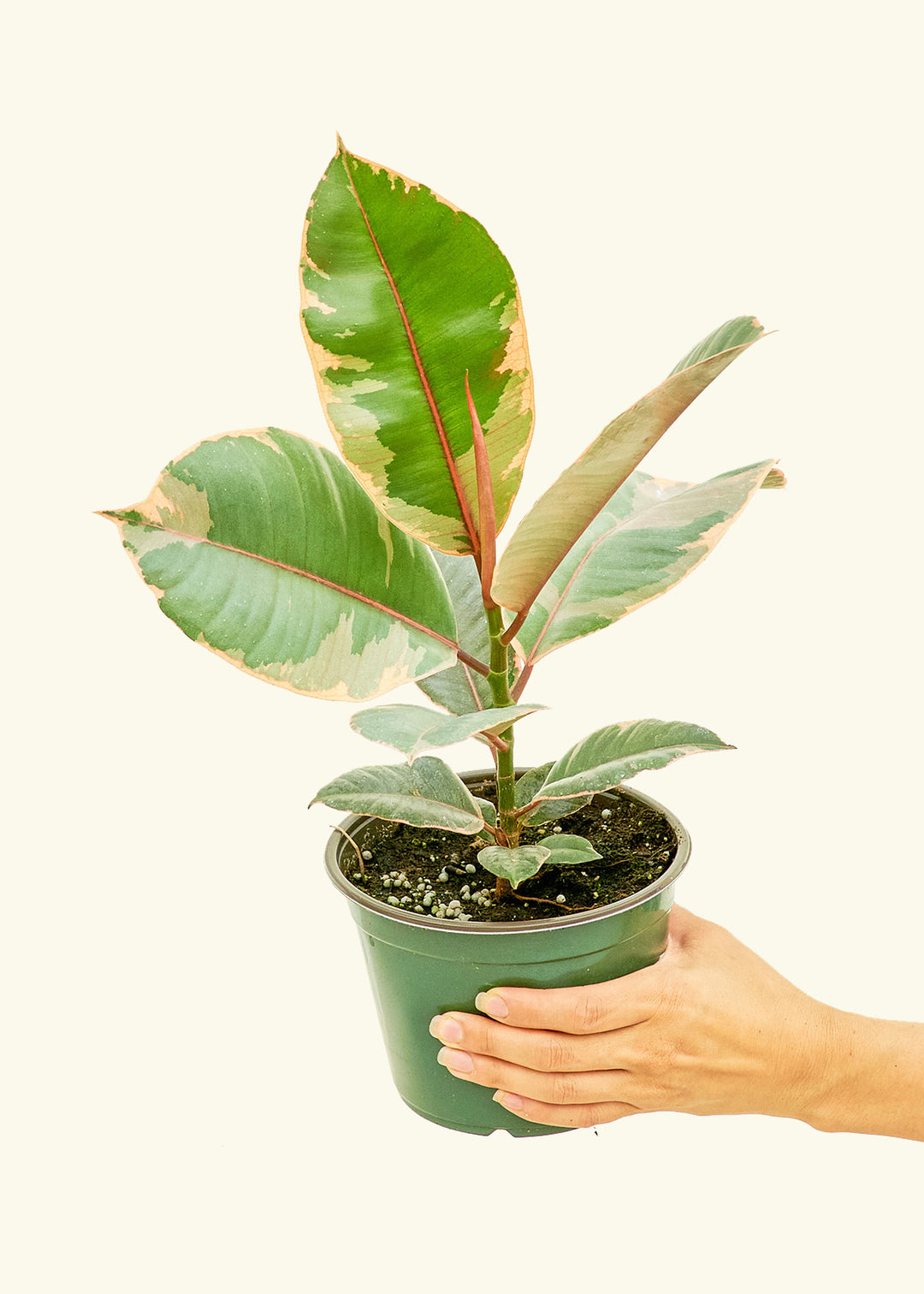 Ficus Tineke in a 6 inches grow pot