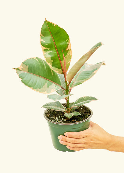 Ficus Tineke in a 6 inches grow pot