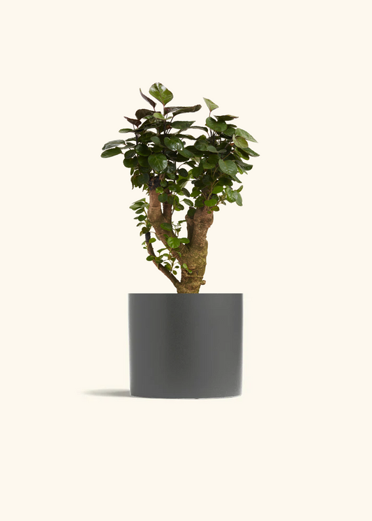 Aralia Fabian Stump, Medium