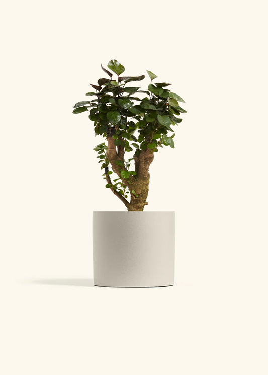 Aralia Fabian Stump, Medium