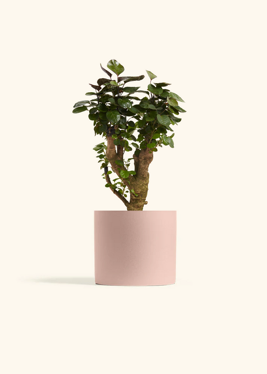 Aralia Fabian Stump, Medium