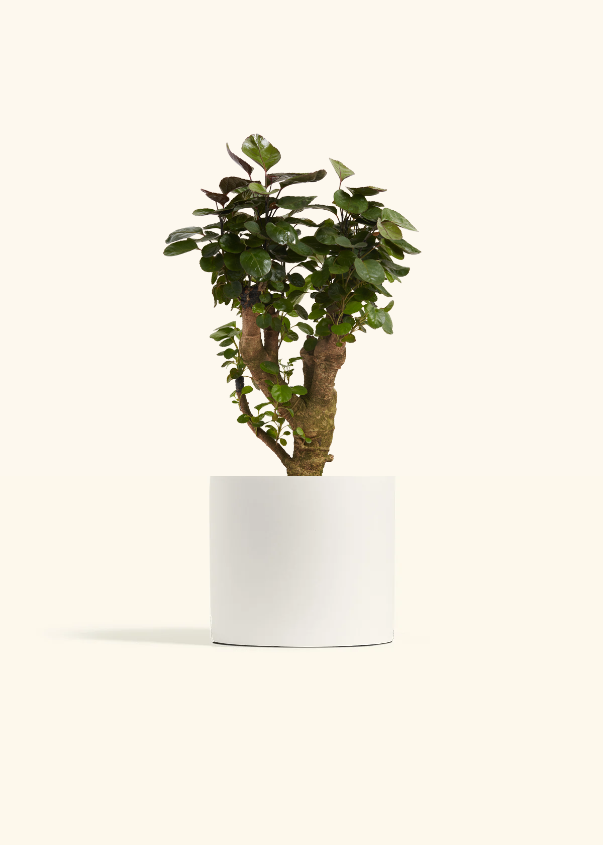 Aralia Fabian Stump, Medium