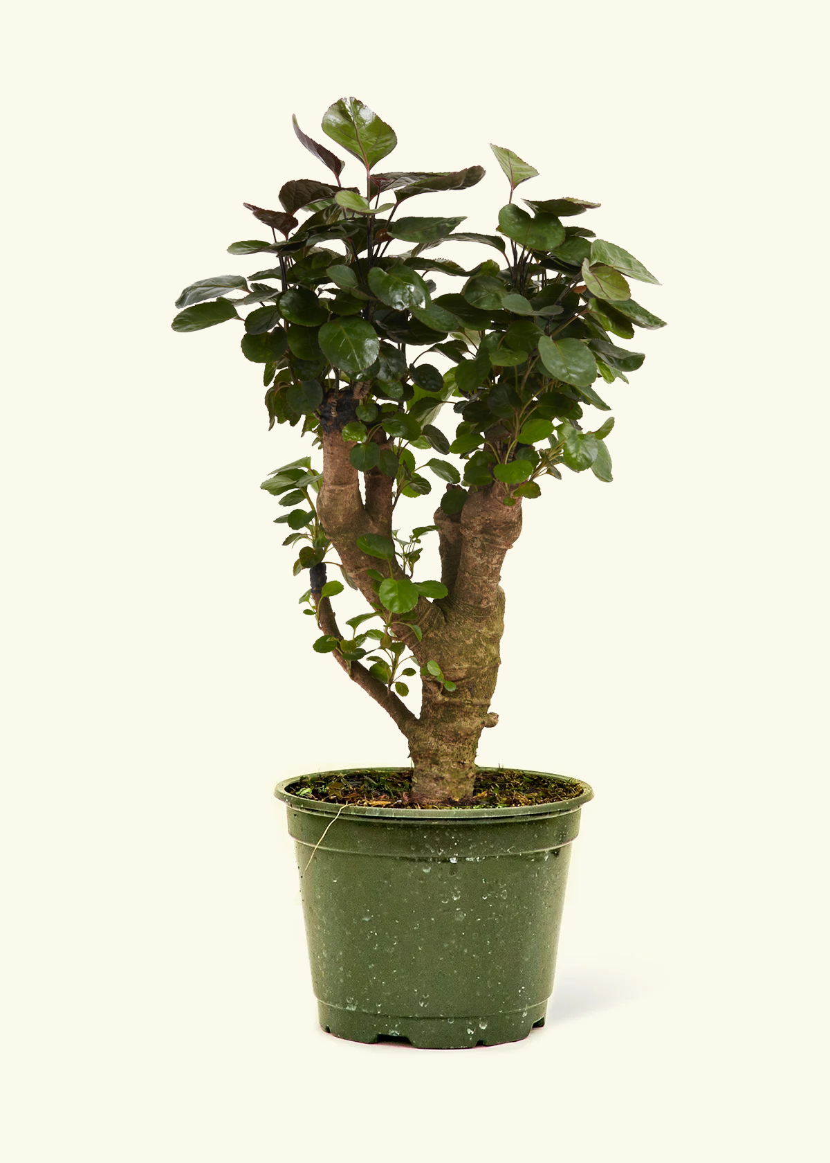 Aralia Fabian Stump, Medium