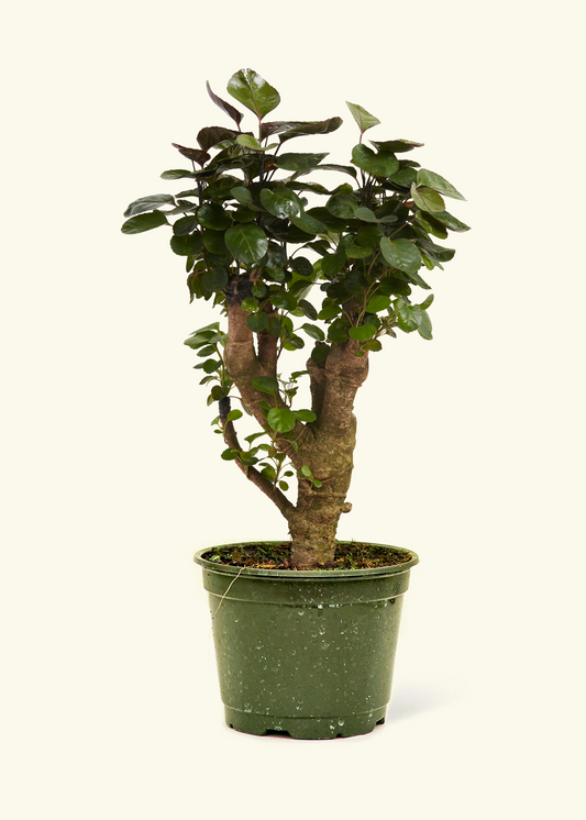Aralia Fabian Stump, Medium